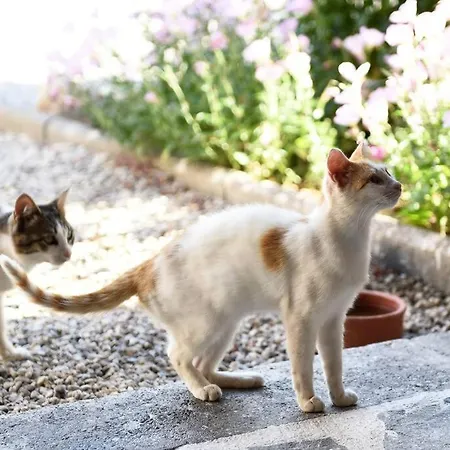 Countryside Loft - Inachos Holiday home *